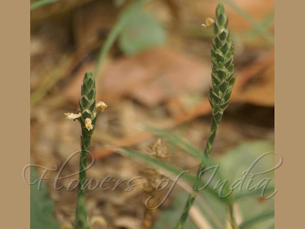 Asian Scalystem